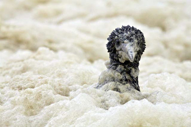 Một con chim ó biển bị mắc kẹt trong đống bọt nhớt của tảo biển đang mùa nở rộ tại vịnh Lamberts, bờ biển phía tây Nam Phi.