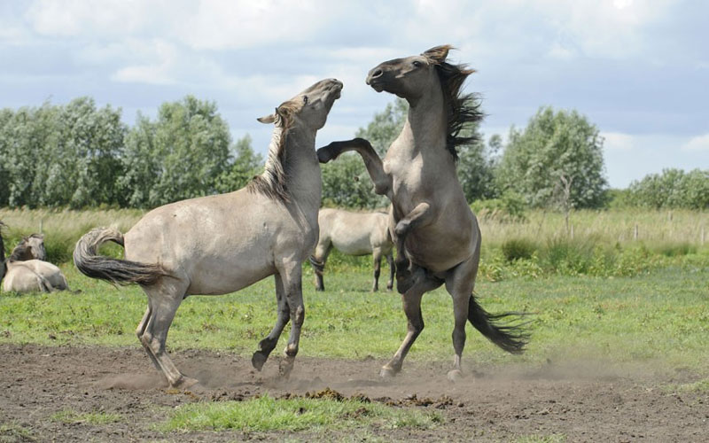 Ảnh đẹp: Ngựa hoang tranh hùng