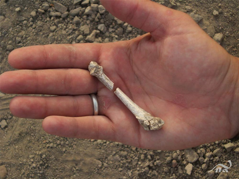 Phát hiện hóa thạch xương người sống trên cây 