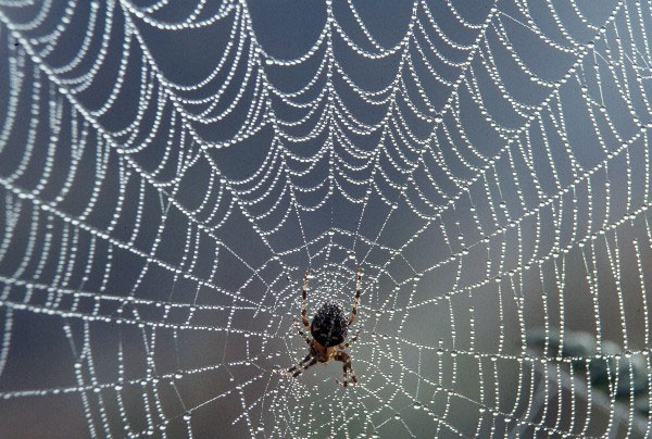Tại sao loài nhện lại không bị mắc vào lưới của chính chúng?
