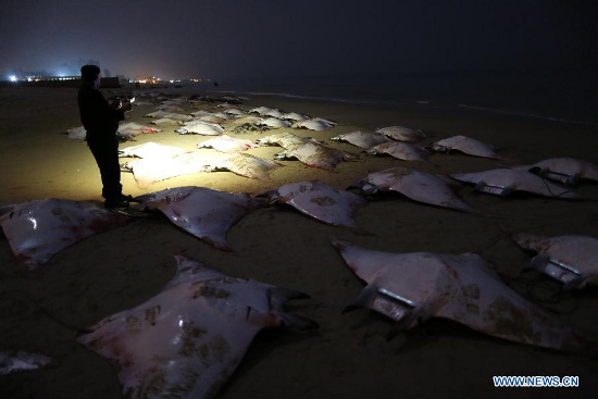 Cá đuối bay chết bí hiểm đầy bờ biển