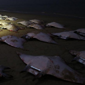 Cá đuối bay chết bí hiểm đầy bờ biển