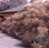 Video: Cỏ ma "nuốt chửng" căn nhà trên sa mạc