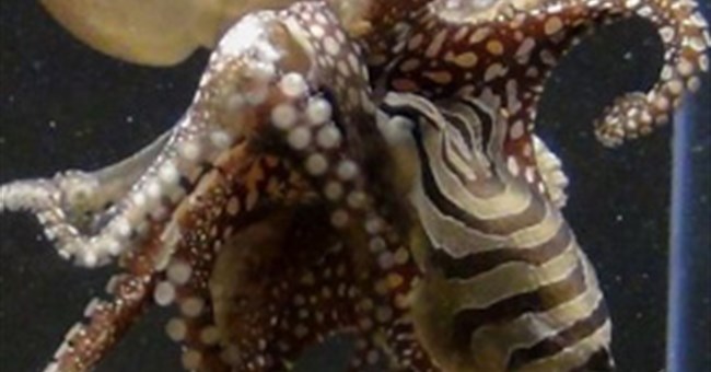 Loài bạch tuộc có đời sống tình dục kỳ dị