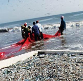 Interpol ngăn chặn đánh bắt cá bất hợp pháp ở Thái Bình Dương