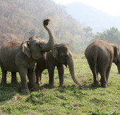 Thái Lan "sẽ tăng cường bảo vệ voi"
