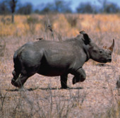 Tê giác Ấn Độ bị giết với tốc độ chóng mặt