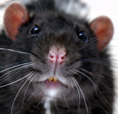 "Siêu chuột" to như mèo vì nhiễm phóng xạ