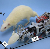 Chuột robot chuyên gây trầm cảm cho chuột thật