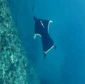 Video: Bộ đồ lặn "đôi cánh đại dương"