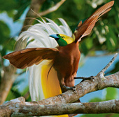 Video: Vũ điệu tán tỉnh của chim thiên đường