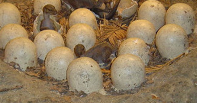 Khủng long nuôi con bằng sữa?