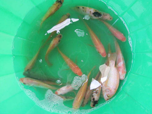 Thuốc khiến cá, lợn 