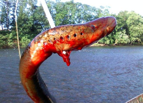 Con quái vật kinh hoàng của Cutler săn được