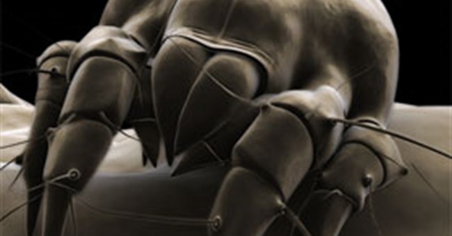 Phát hiện sinh vật "tiến hóa ngược"