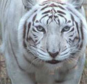 Video: Hổ trắng một mình đại chiến hai sư tử