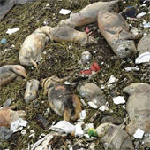 3.000 lợn chết trôi sông ở Thượng Hải