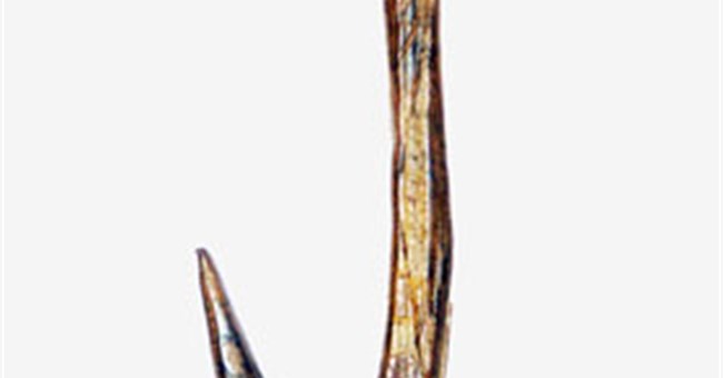 Tìm thấy bộ lưỡi câu từ kỷ băng hà