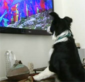 Kênh truyền hình dành cho… cún cưng
