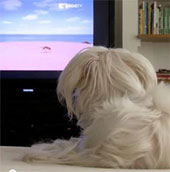 Video: Giới thiệu kênh truyền hình dành cho chó