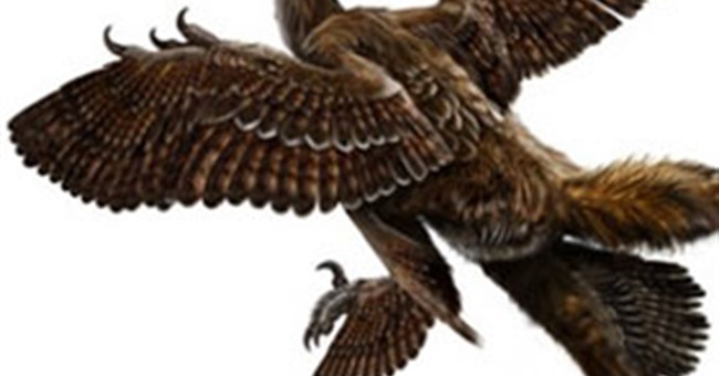 Chim cổ đại từng có bốn cánh