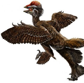 Chim cổ đại từng có bốn cánh