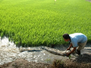 Chống xâm mặn hiệu quả bằng biện pháp thủ công