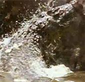 Video: Cú săn mồi của cá sấu