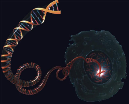 Dự đoán tuổi thọ người mắc bệnh tim qua chiều dài DNA
