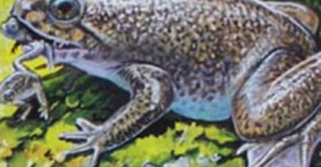 Hồi sinh loài cóc đẻ bằng miệng đã tuyệt chủng