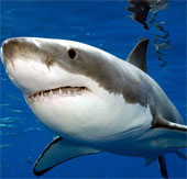 Cá mập trắng khổng lồ ăn nhiều hơn người ta tưởng