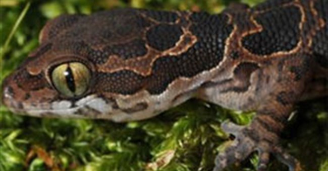 Tìm thấy loài tưởng đã tuyệt chủng sau 135 năm