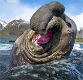 Ảnh đẹp động vật tuần qua: Hải cẩu chơi đùa với sóng biển