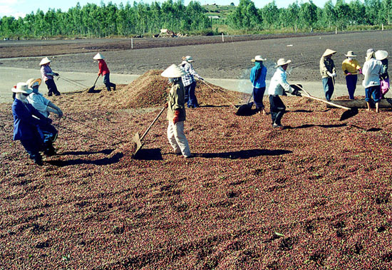 Nông dân tự sản xuất phân vi sinh từ vỏ hạt cà phê