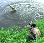 Video: Cá sấu phi thân đòi ăn thịt nhiếp ảnh gia