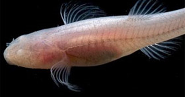 Cá "dị" vừa mù vừa điếc ngược quy luật tự nhiên