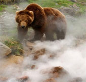 Cận cảnh gấu Nga đùa giỡn với "suối lửa" 250 độ C