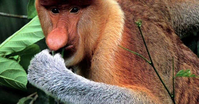 Phát hiện loài khỉ "nhai lại" giống như bò