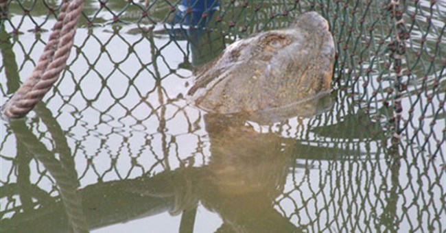 Điều trị cho cụ Rùa "trong hai tuần"