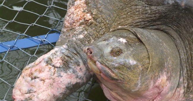 Cận cảnh chăm sóc Rùa trong bể nhân tạo