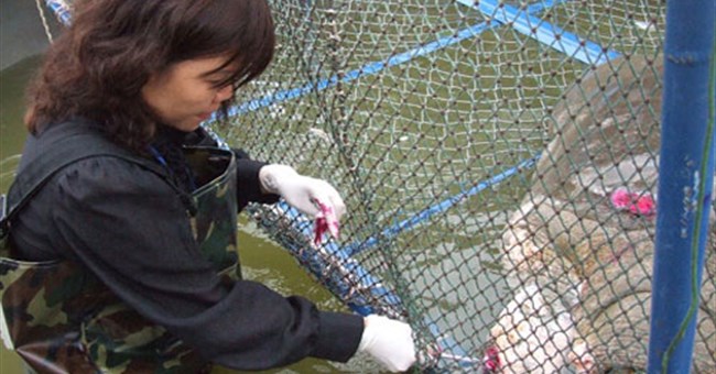 Bắt được "hậu duệ" của Rùa Hồ Gươm?