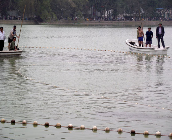 Căn cứ chứng minh Rùa Hồ Gươm là 