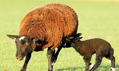Cừu có thể hóa giải thuốc nổ TNT qua tiêu hóa