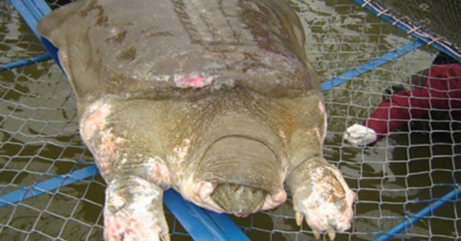 Rùa Hồ Gươm không thể sống lâu trên cạn