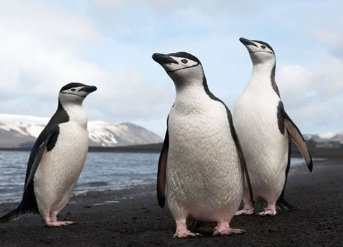 Chim cánh cụt Nam Cực giảm nghiêm trọng