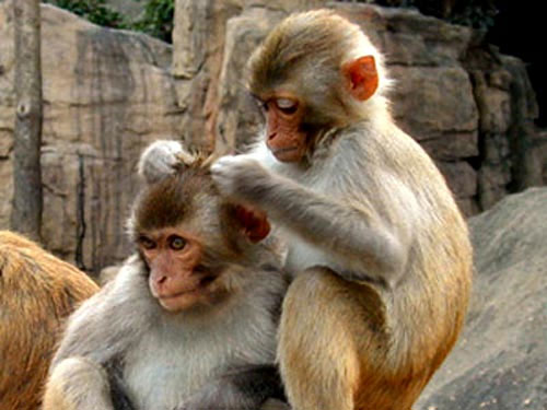 Clip khỉ và lợn "tình thân mến thân"