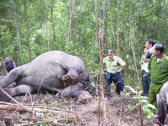 Cận cảnh vết chém dã man giết chết voi Đà Lạt