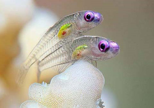 Ảnh động vật dưới nước đẹp nhất 2011