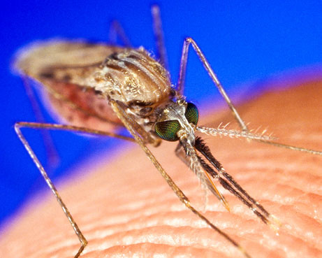 Hai biện pháp loại trừ bệnh sốt rét vào năm 2015