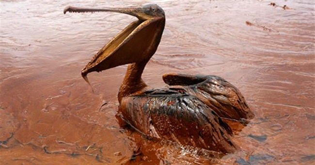 Vịnh Mexico: Một năm sau thảm họa tràn dầu